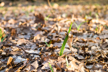 Green long fresh grass grows through a the dry leaf