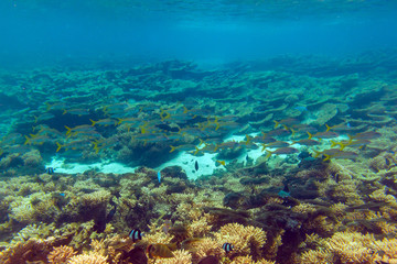 Big school of bright yellowfin goatfishes swimming through deep blue sea near coral reef area at Mauritius island