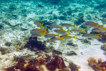 Big school of bright yellowfin goatfishes swimming near coral reef area at Mauritius island