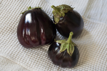 Three rape eggplants are laying on the white background. Autumn vegetables. Delicious and healthy food