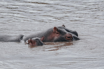 Family Hippo in Massai Mara