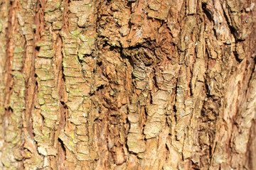 wooden texture background