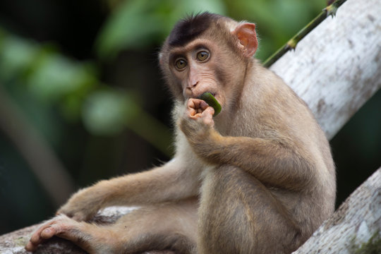 Malaysia, Borneo, Sepilok Orangutan Rehabilitation Centre, young Northern pig-tailed macaque eating leaf