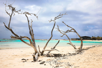 Old and dry divi-divi tree at Baby beach Aruba