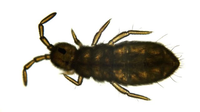 Collembola insect or springtail under the microscope