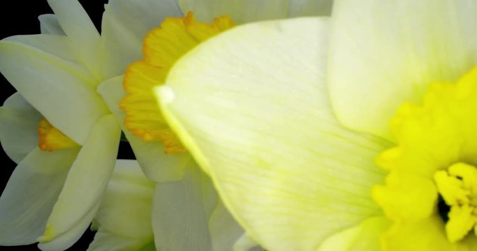 Yellow Daffodils. Bunch of Yellow Daffodil Flowers or Narcissus, on Black Background. 4K. Macro. Isolated.