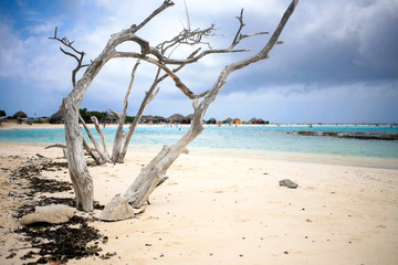 Old and dry divi-divi tree at Baby beach Aruba