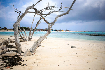 Old and dry divi-divi tree at Baby beach Aruba