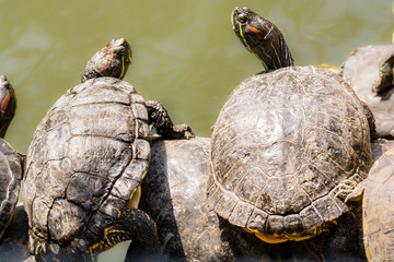 two turtle on the rock