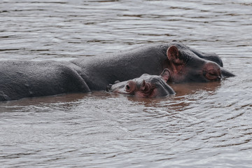 Family Hippo in Massai Mara