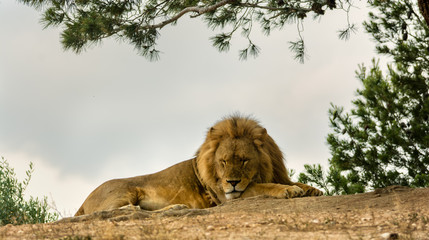 male lion