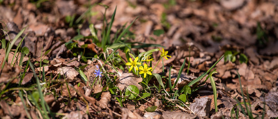 Yellow flowers 