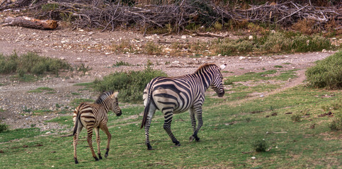 Naklejka premium zebra mother and her baby