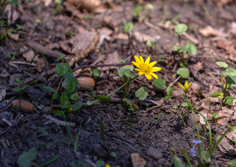 Yellow flowers 