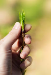 Woman hand with plant branch with fresh leaves. New life concept