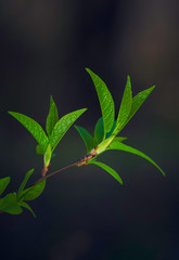 Fototapeta premium Fresh leaves on tree branch. Spring and summer concept.