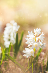 Fresh beautiful flower with sunlight. Spring and summer background.