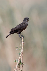 Northern anteater-chat (Myrmecocichla aethiops)