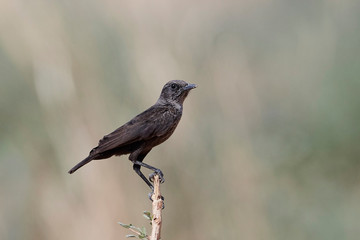 Northern anteater-chat (Myrmecocichla aethiops)