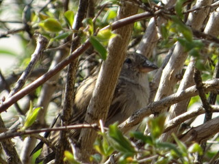 Vogel im Bausch