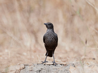 Northern anteater-chat (Myrmecocichla aethiops)