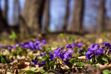 Viola odorata (Sweet Violet, English Violet, Common Violet) - violet flowers bloom in the forest in...