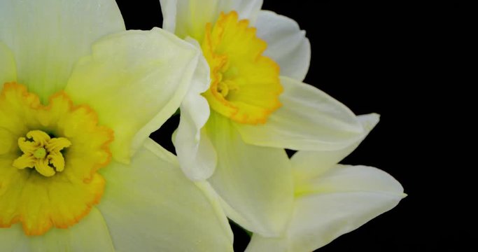 Yellow Daffodils. Bunch of Yellow Daffodil Flowers or Narcissus, on Black Background. 4K. Macro. Isolated.