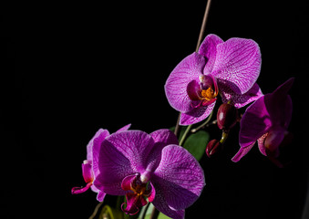 Naklejka na ściany i meble Bright orchids on a black background