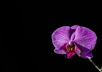 Fototapeta na wymiar Bright orchids on a black background