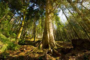 Das Renchtal im Schwarzwald nahe Oppenau