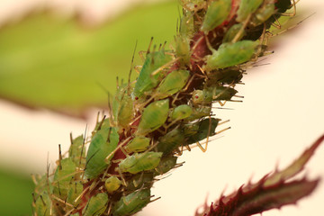 kolonia mszyc © Argiz