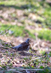 Bird in grass