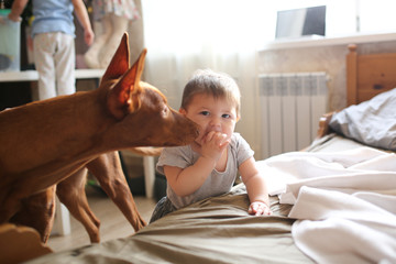 baby is standing near bed and Pharaoh's dog