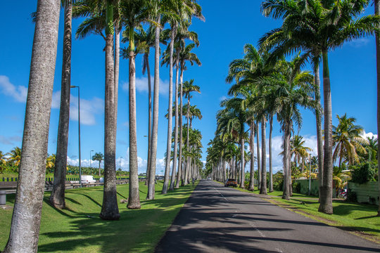 Allée Dumanoir Guadeloupe