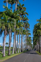Fototapeta premium Allée Dumanoir Guadeloupe