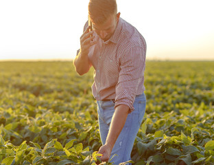 Young farmer standing in filed examining soybean corp and talking at phone.