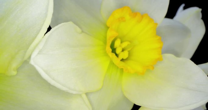 Yellow Daffodils. Bunch of Yellow Daffodil Flowers or Narcissus, on Black Background. 4K. Macro. Isolated.
