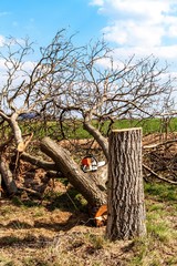 Felled butternut. Gardening. Felling of fruit trees. Sunny day in the orchard.