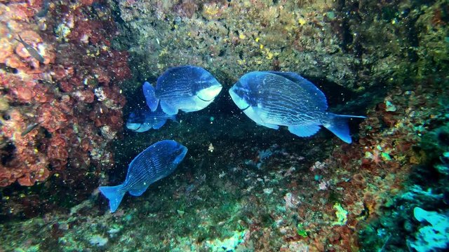 Underwater scene - Black breams in a reef - Mediterranean sea life