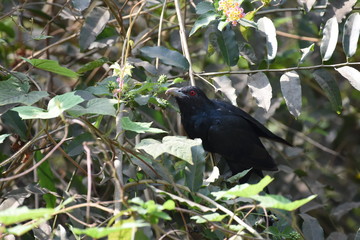 Asian Koel (Male)