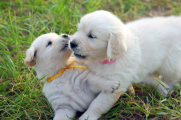 two small beautiful dogs Golden Retriever white puppies playing on the green lawn closeup