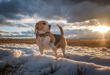 portrait of a Beagle dog on the background of a beautiful sunset sky during a walk in the spring