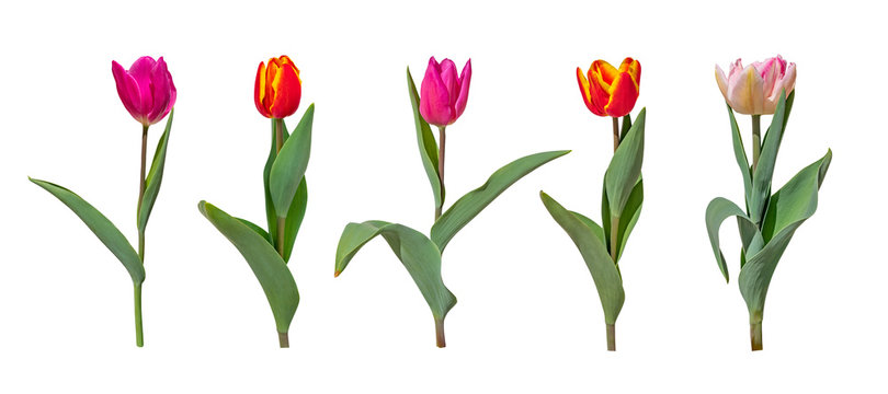 Colorful tulip flowers isolated on white background