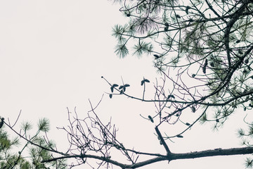 A Frame of Pine Tree Branches, Needles and Cones