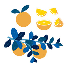 Fruit set, orange slices. Vitamins, proper nutrition. In minimalist style Cartoon flat Vector