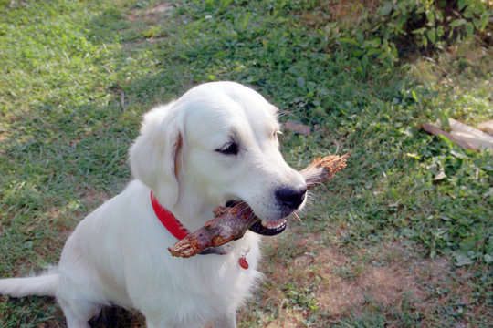 beautiful good white dog Golden Retriever on the grass with a wood stick in his teeth