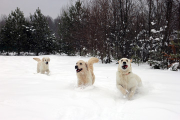 three best white golden retriever dogs running at us in the white snow in winter