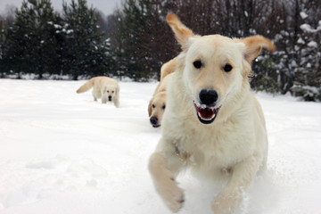 three best white golden retriever dogs running at us in the white snow in winter