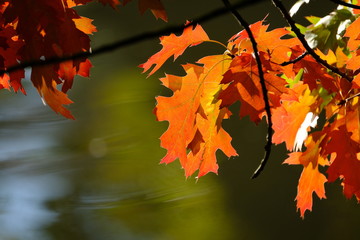 Herbstblätter über einem Fluss