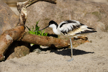 Portrait of Pied Avocet (Recurvirostra avosetta) waterbird